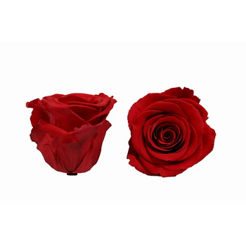 stabilisierte Rosenblüte (Rot) 4.5-6cm